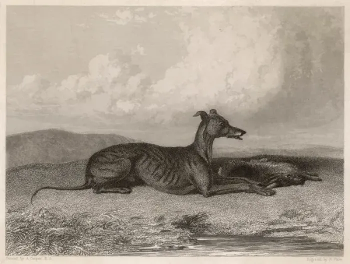 Framed Print : Greyhound & Hare Print Framed Print : Greyhound & Hare Print
