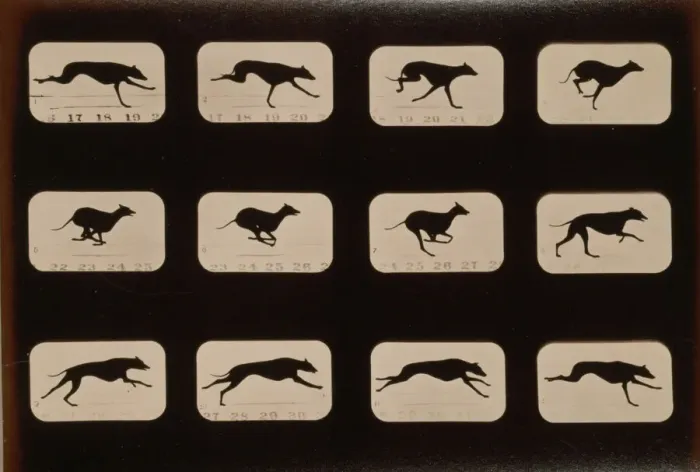 Framed Print : Greyhound in Motion Print, c1881 Framed Print : Greyhound in Motion Print, c1881