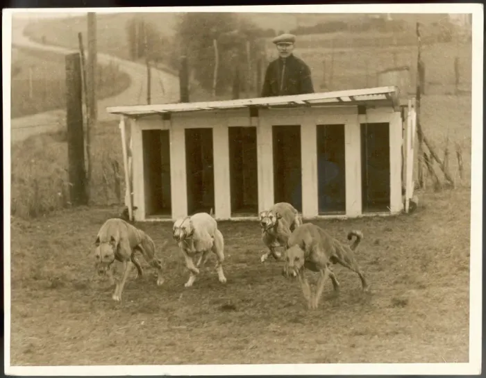 Framed Print : Greyhound Training Dogs at the Greyhound Training School Print Framed Print : Greyhound Training Dogs at the Greyhound Training School Print