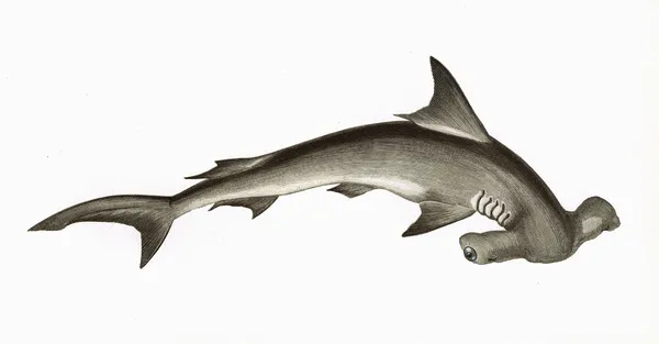 Hammerhead Shark, belonging to the Sphyrnidae family