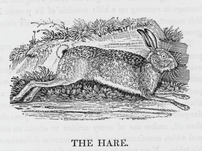 Framed Print : Hare Print (Bewick) lepus timidus Framed Print : Hare Print (Bewick) lepus timidus