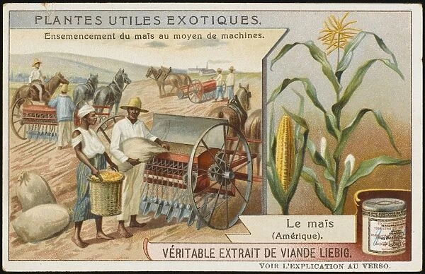 Harvesting Maize
