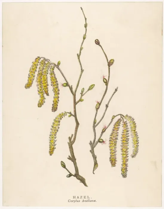 Framed Print : Hazel Tree Catkins Print Framed Print : Hazel Tree Catkins Print