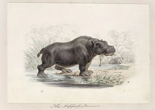 Hippopotamus amphibius, hippopotamus
