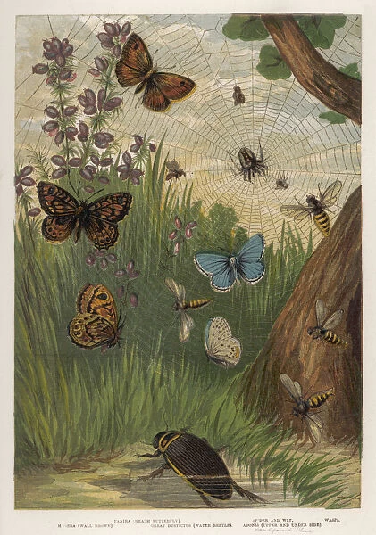 Holly Butterfly 1860