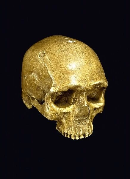 Homo sapiens cranium (UC 101)