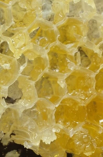 Honeycomb of Apis sp. honeybee