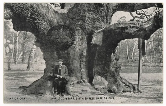 Framed Print : Huge Old Oak Tree Print 1912 Framed Print : Huge Old Oak Tree Print 1912