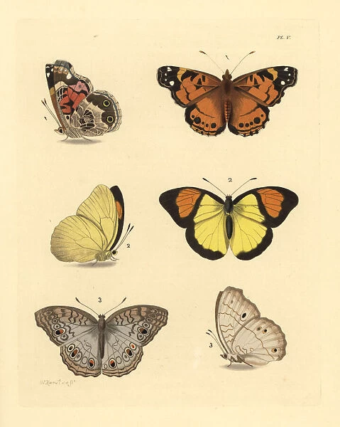 Hunter s, orange tip and grey pansy butterflies