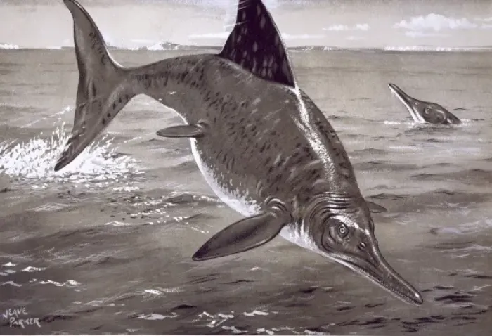 Framed Print : Ichthyosaurus Ichthyosaurus Print Framed Print : Ichthyosaurus Ichthyosaurus Print
