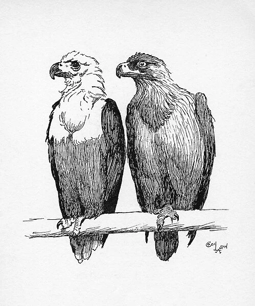Illustration by Cecil Aldin, Two Eagles