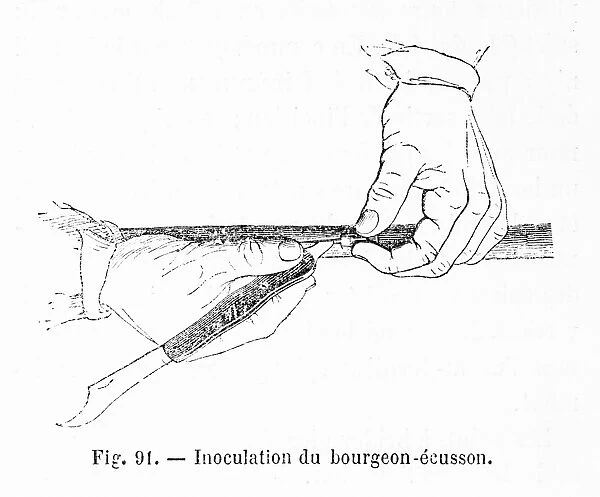 Illustration of inoculation of a bud shield