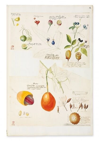 Illustration of rare fruits and seed