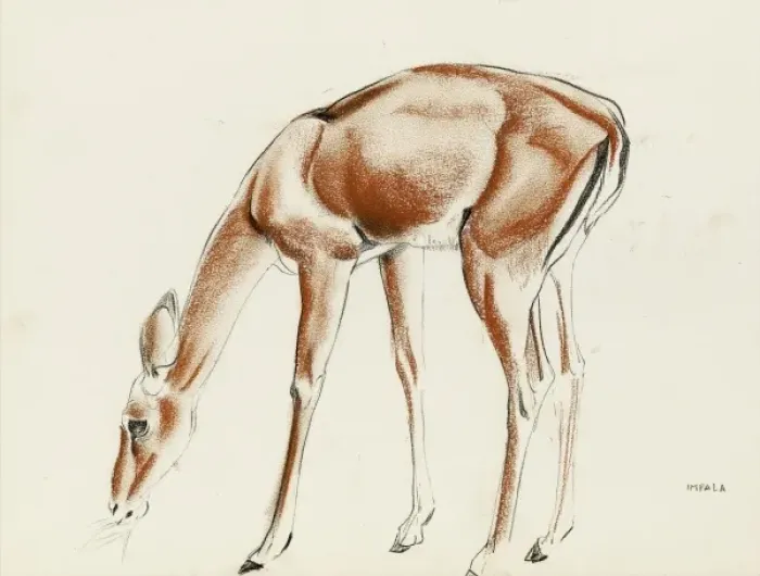 Framed Print : Impala Pastel Print