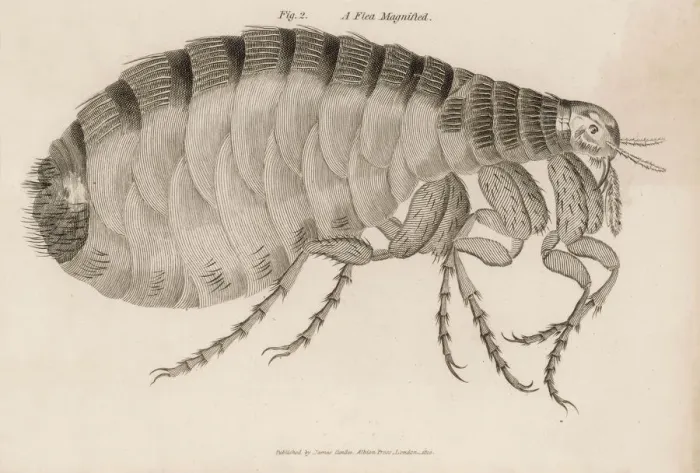 Framed Print : Common Flea Print (Pulex) Framed Print : Common Flea Print (Pulex)
