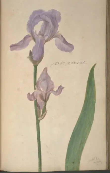 Framed Print : Iris maxima Print from the Botany Library Plate Collection Framed Print : Iris maxima Print from the Botany Library Plate Collection