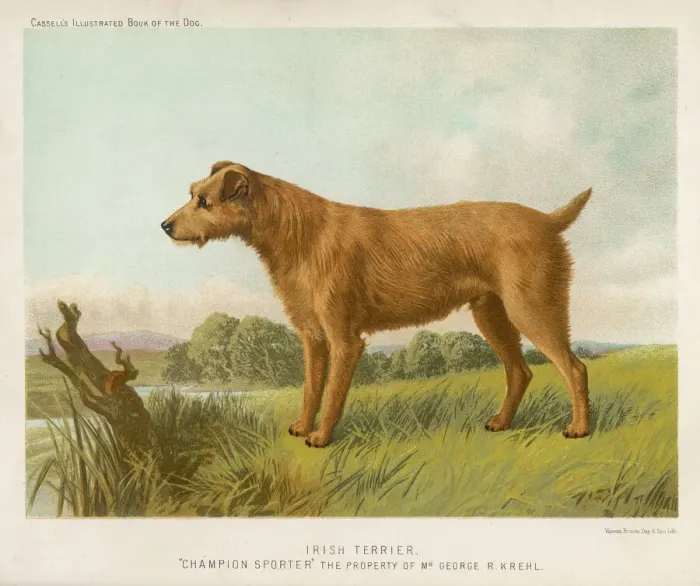 Framed Print : Irish Terrier Print Framed Print : Irish Terrier Print
