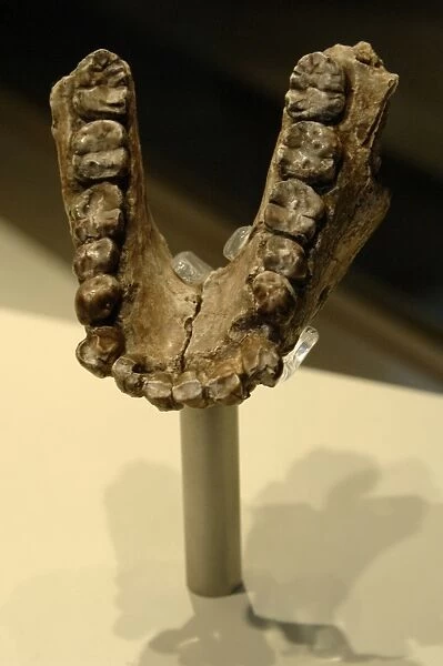 Jaw of Australopithecus anamensis