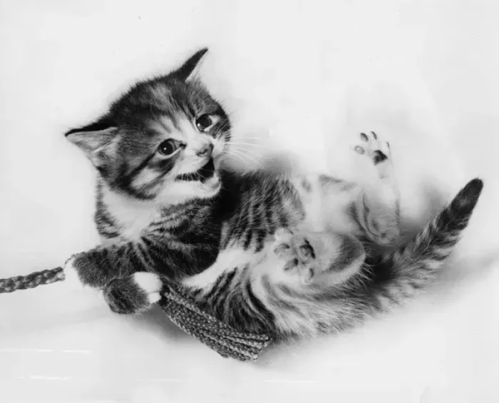 Framed Print : 1950s Print of a Kitten Lying on its Back