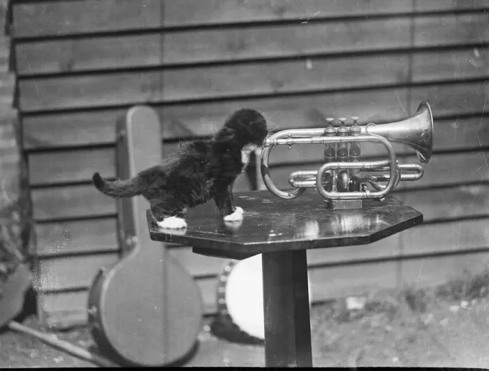 Framed Print : Black and white kitten playing a trumpet Print Framed Print : Black and white kitten playing a trumpet Print