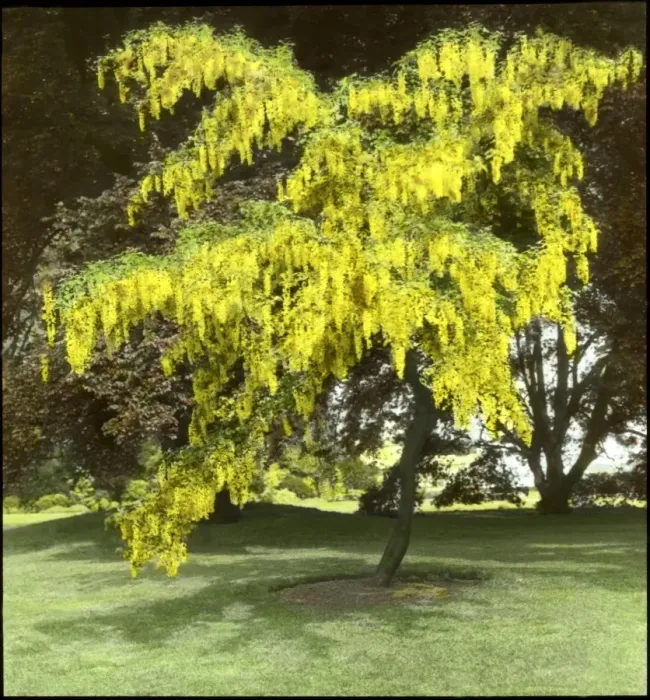 Framed Print : Laburnum Print with Copper Beech Framed Print : Laburnum Print with Copper Beech