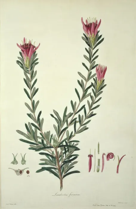 Framed Print : Lambertia formosa Mountain Devil Print, 1796 Framed Print : Lambertia formosa Mountain Devil Print, 1796