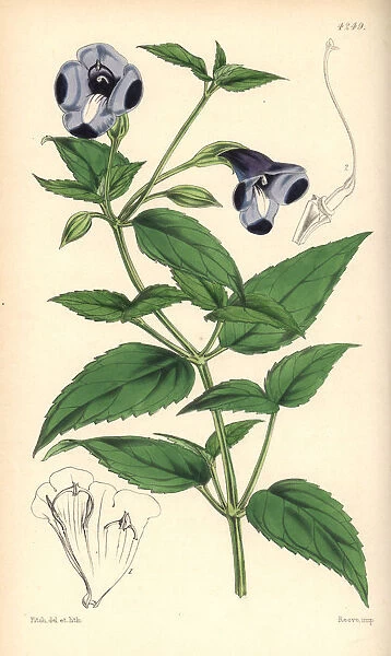 Large-flowered torenia, Torenia asiatica