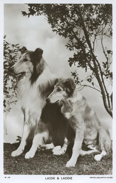 Lassie and Laddie - Movie star dogs