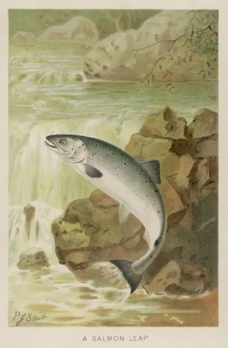 Framed Print : Leaping Salmon Print Framed Print : Leaping Salmon Print