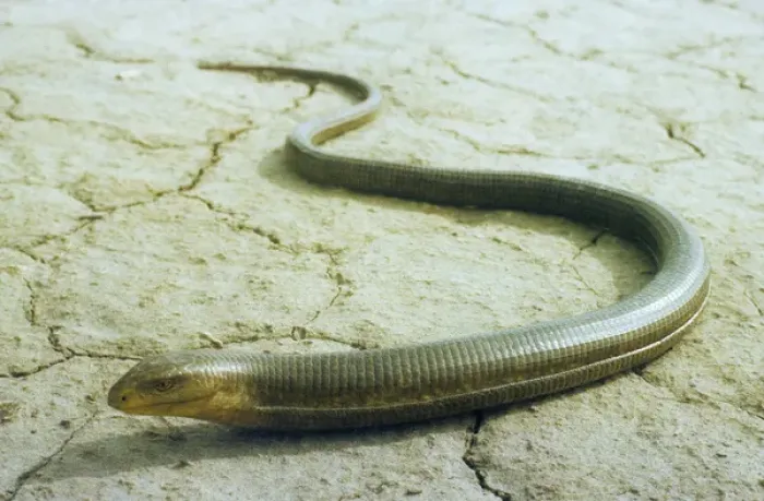Framed Print : Legless Lizard Print - Kopet-Dag Mountains, Turkmenistan Framed Print : Legless Lizard Print - Kopet-Dag Mountains, Turkmenistan