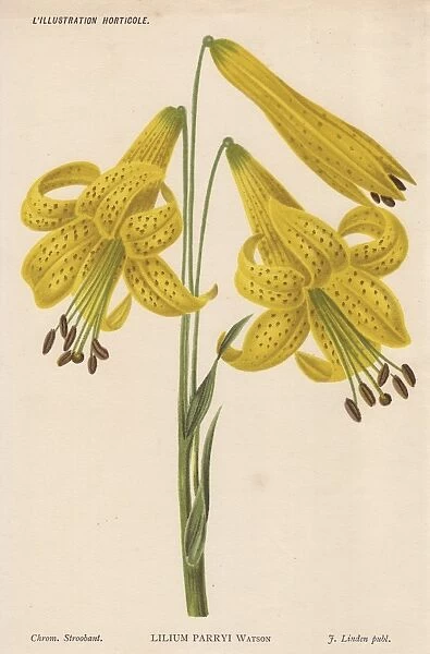 Lemon lily, Lilium parryis Watson