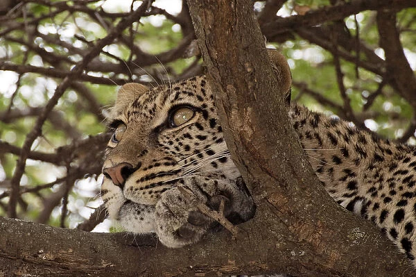 Leopard - in a tree looking for prey