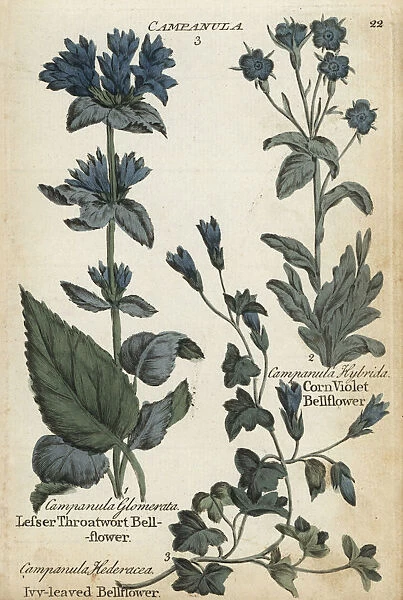 Lesser throatwort, ivy-leaved and corn violet bellflower