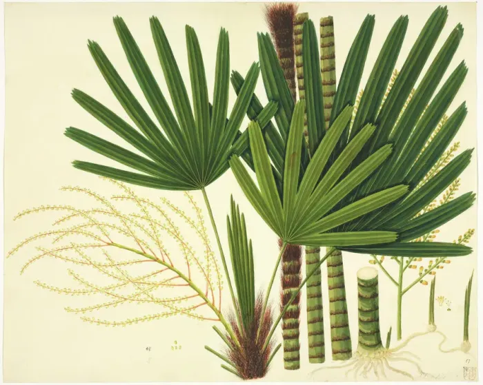 Framed Print : Licuala sp Plate 981, John Reeves Collection Print