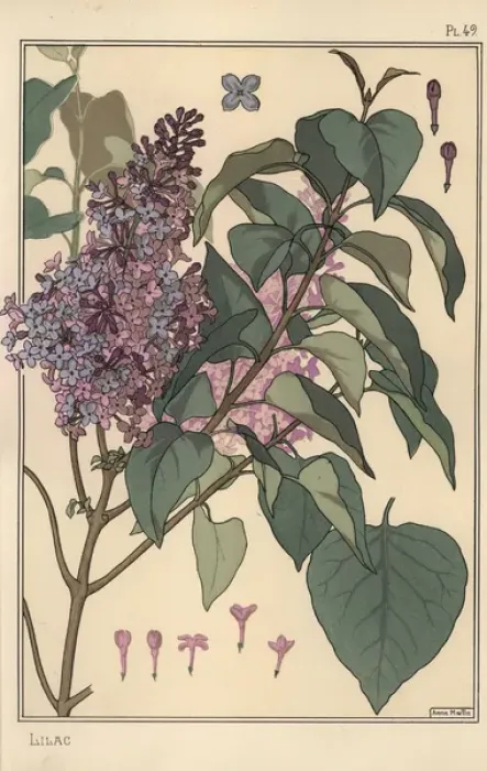Framed Print : Lilac Botanical Study Print, 1897 Framed Print : Lilac Botanical Study Print, 1897