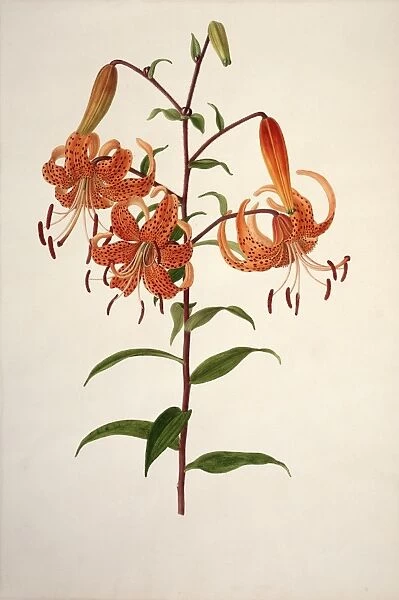 Lilium sp. lily