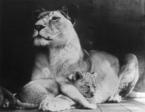 Lioness & her Cub