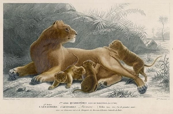 Lioness and Cubs
