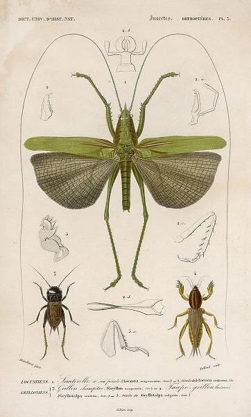 Locust (Colour Print)