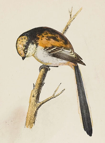 Long-Tailed Tit (Morris)