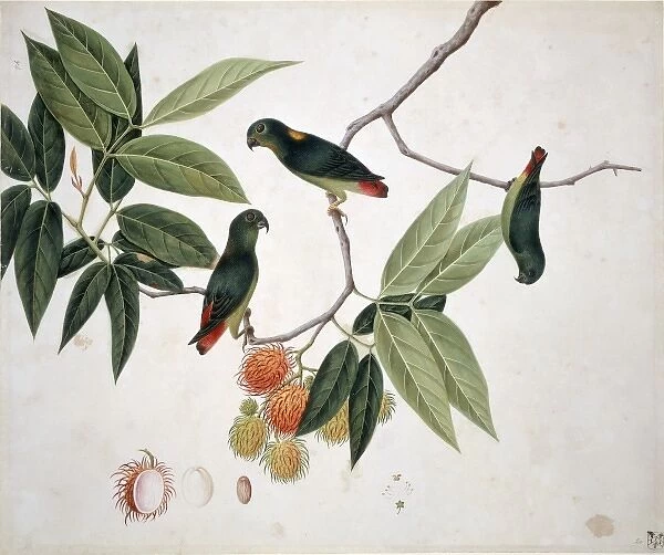 Loriculus sp. hanging parrot