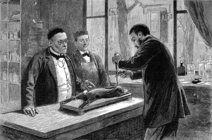 Framed Print : Print of Louis Pasteur experimenting on a chloroformed rabbit Framed Print : Print of Louis Pasteur experimenting on a chloroformed rabbit
