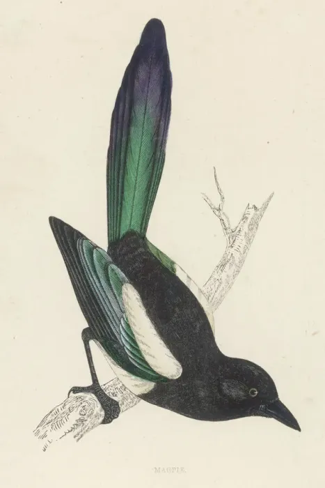 Framed Print : Print of a Magpie (Pica pica) by William Morris