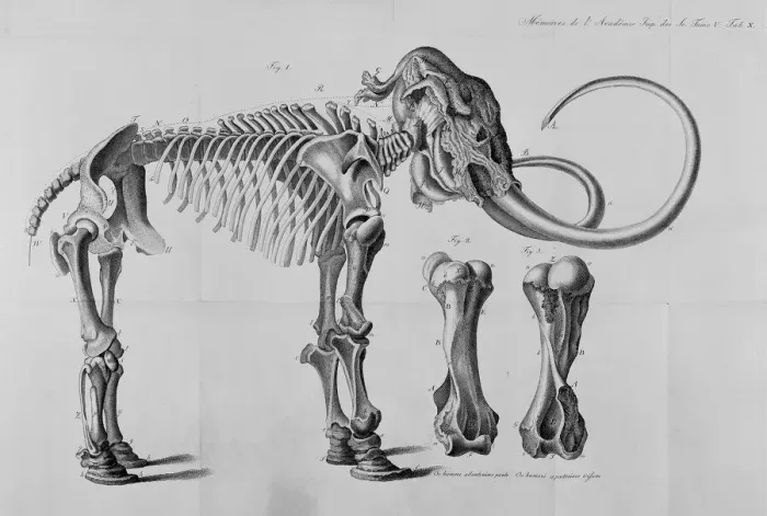 Framed Print : Mammoth Skeleton Print, 1815 Framed Print : Mammoth Skeleton Print, 1815