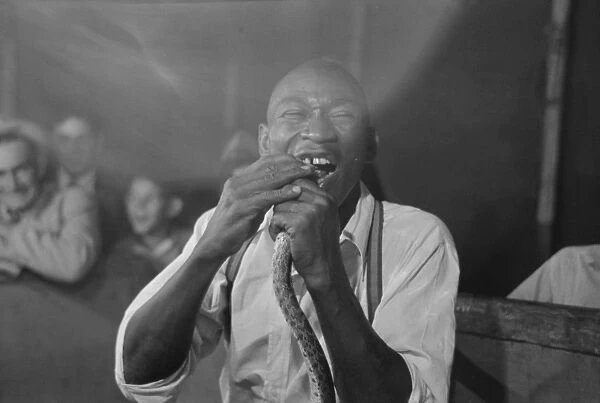 Man biting snake at sideshow, state fair, Donaldsonville, Lo