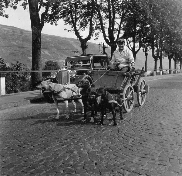 Man riding in a cart pulled along by three dogs, Germany