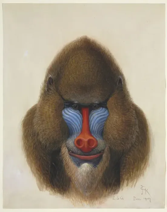 Framed Print : Mandrillus sphinx Watercolour Print, 1907 Framed Print : Mandrillus sphinx Watercolour Print, 1907