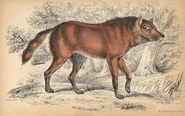 Maned wolf or Aguara Guazu, Chrysocyon brachyurus