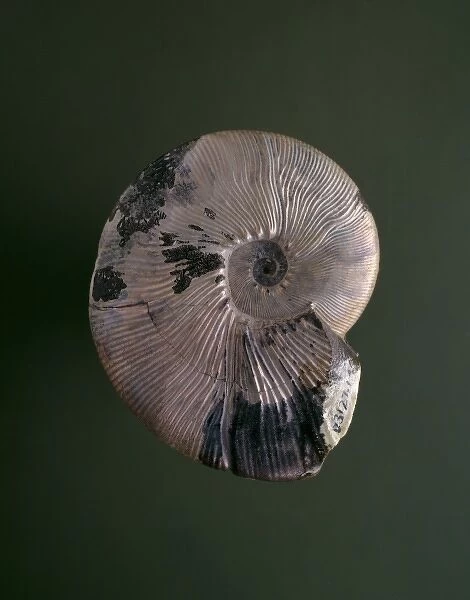 Maorites densicostatus, ammonite