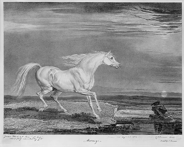 ?Marengo?, the favourite charger of Napoleon I, 1815